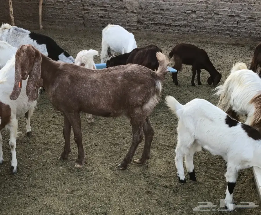 عنز والد صفراء جمة معها جفرة