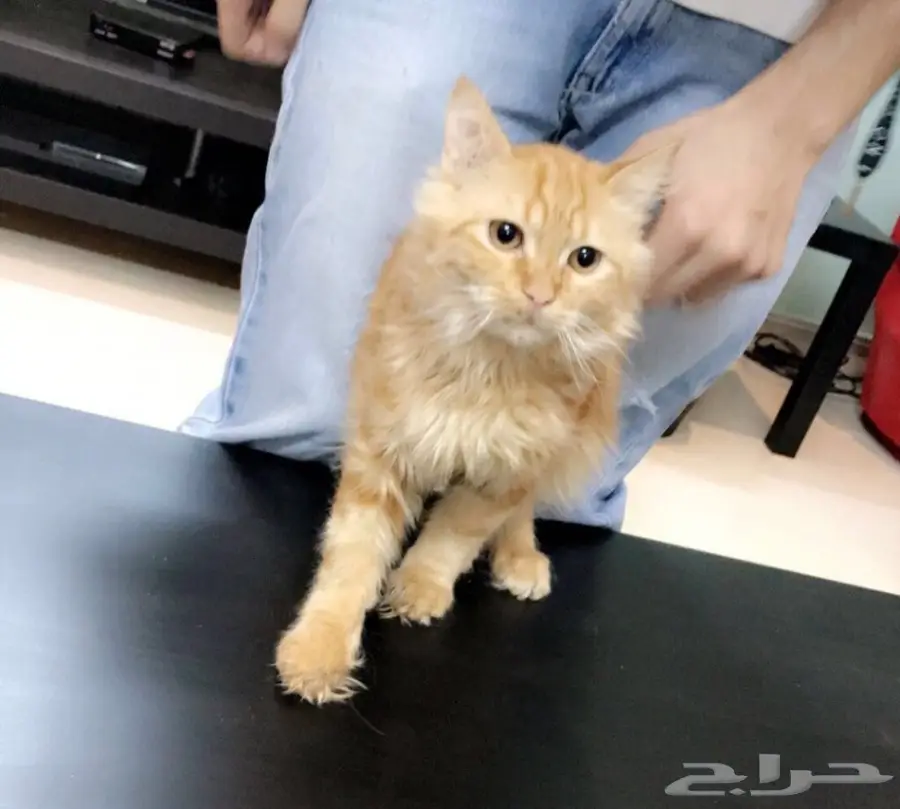 قطط شراز للبيع 