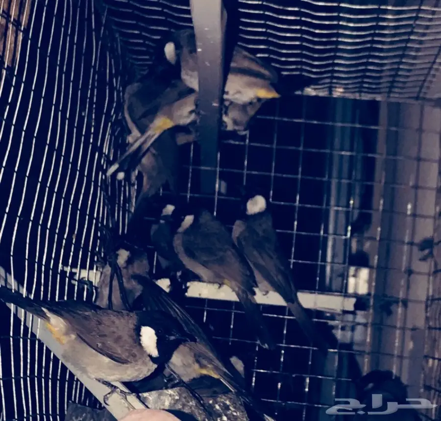 بلابل مميزة للبيع - فرصة لا تُفوّت! (image 2)