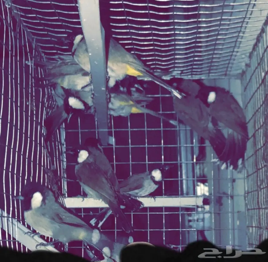 اذا عندك طير او حيوان تبي تبدله ادخل 