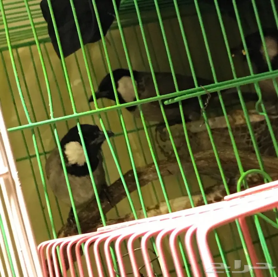 بلابل اقبل بدل بشي مناسب 