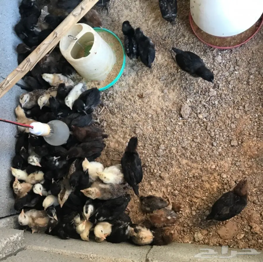 ببيع دجاج بلدي أصيل - العمر ثلاث أسابيع