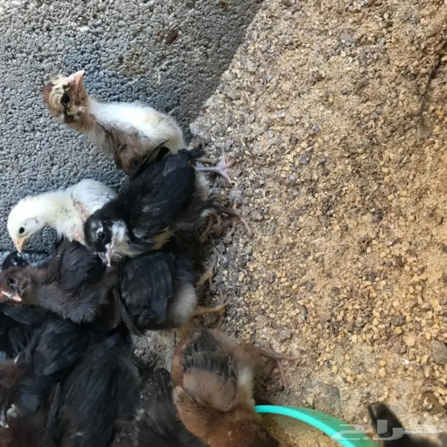 ببيع دجاج بلدي أصيل - العمر ثلاث أسابيع (image 1)