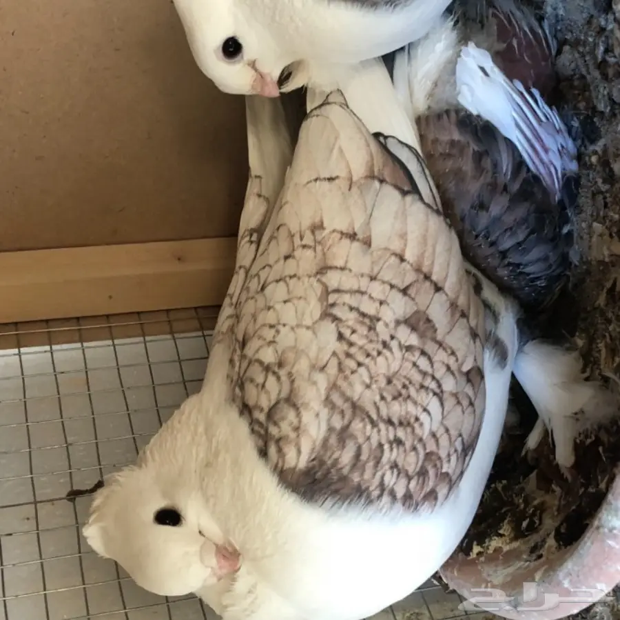 حمام للبيع (image 1)