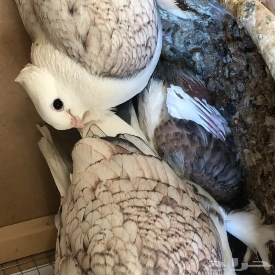 حمام للبيع (image 2)