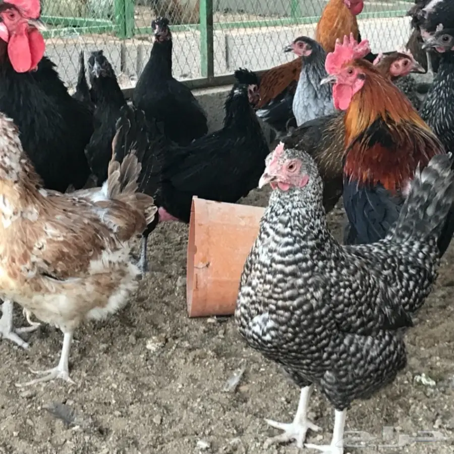 بيض بلدي .. دجاج بياض (image 10)