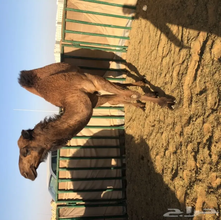 حاشي قصب كفو كفو كفو ب 5200