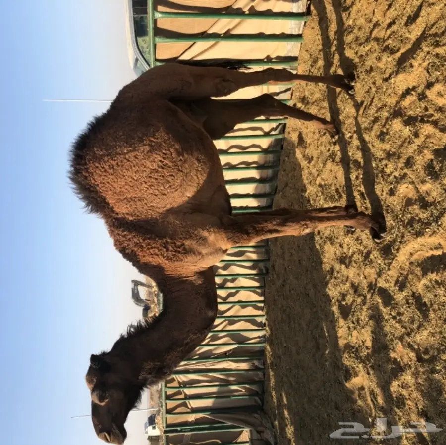 حاشي قصب كفو كفو كفو ب 5200 (image 1)