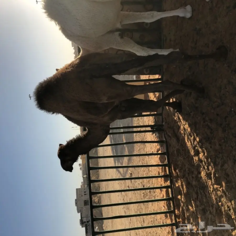 حاشي قصب كفو كفو كفو ب 5200 (image 2)