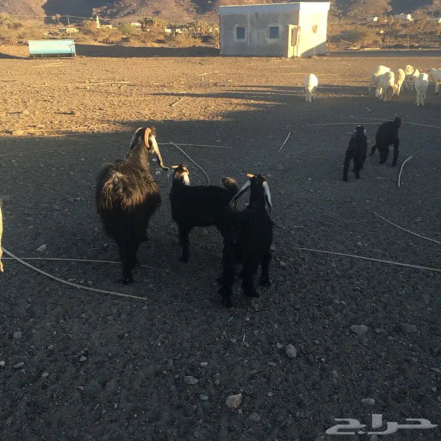 أبقار حلوب عالية الإنتاج - فرصة لا تُفوّت!