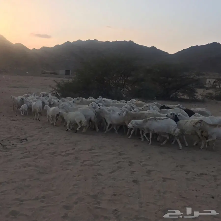 غنم حري ورفيدي للبيع