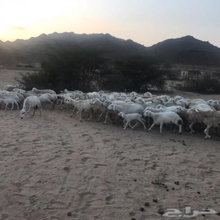 غنم حري ورفيدي للبيع (image 1)
