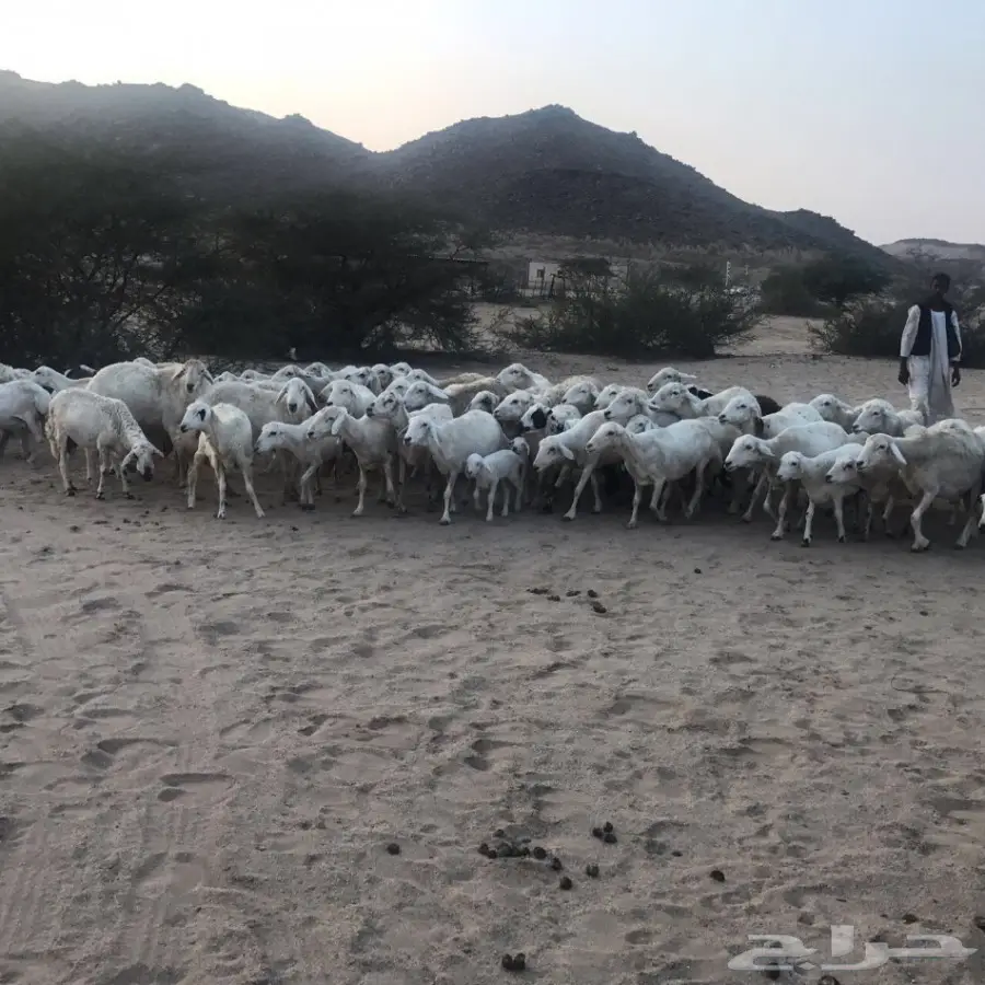 غنم حري ورفيدي للبيع (image 3)