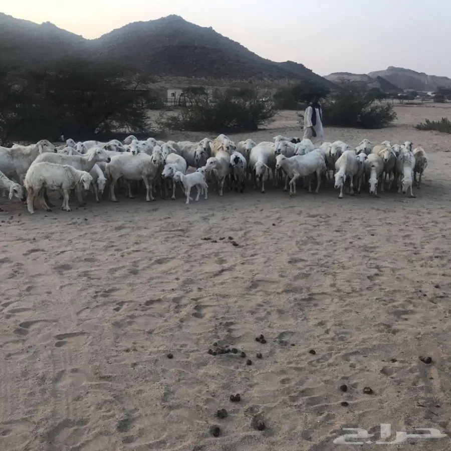 غنم حري ورفيدي للبيع (image 4)