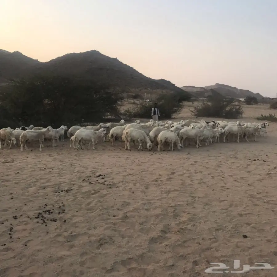 غنم حري ورفيدي للبيع (image 5)