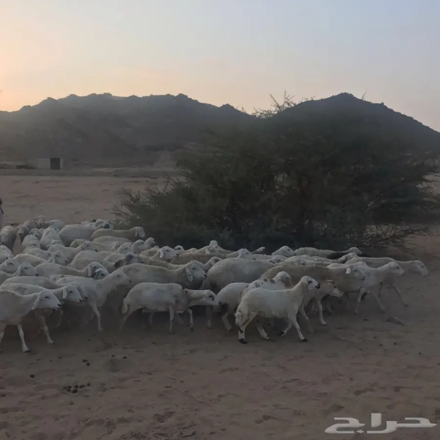 غنم حري ورفيدي للبيع (image 6)