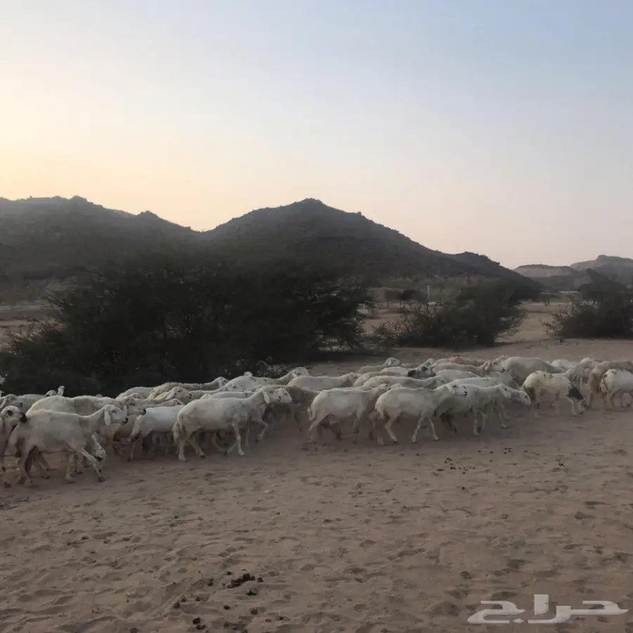 غنم حري ورفيدي للبيع (image 7)