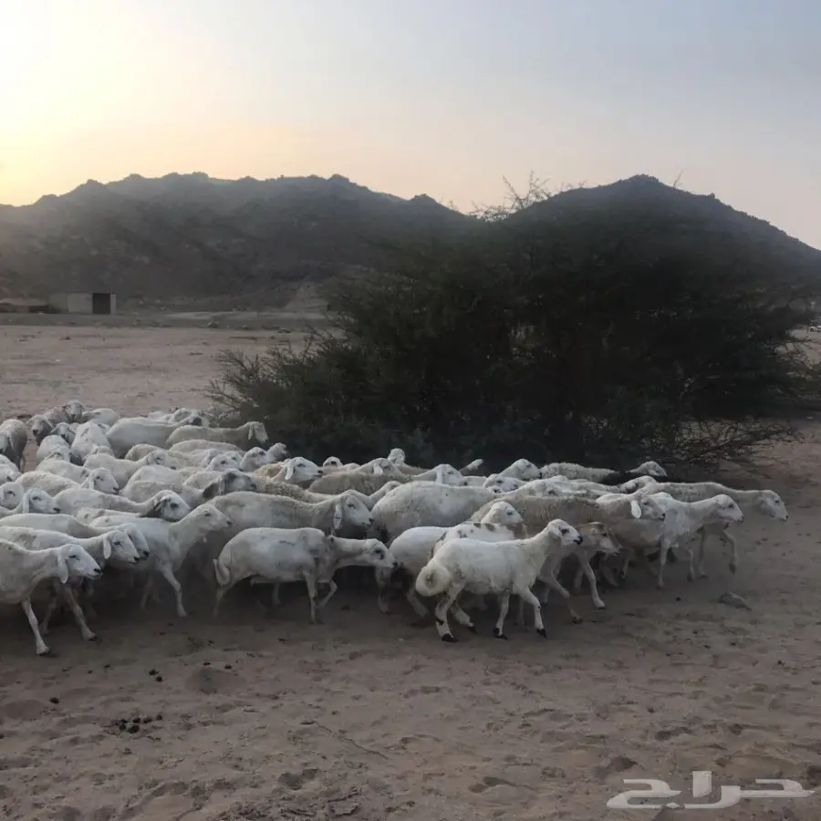 غنم حري ورفيدي للبيع (image 8)