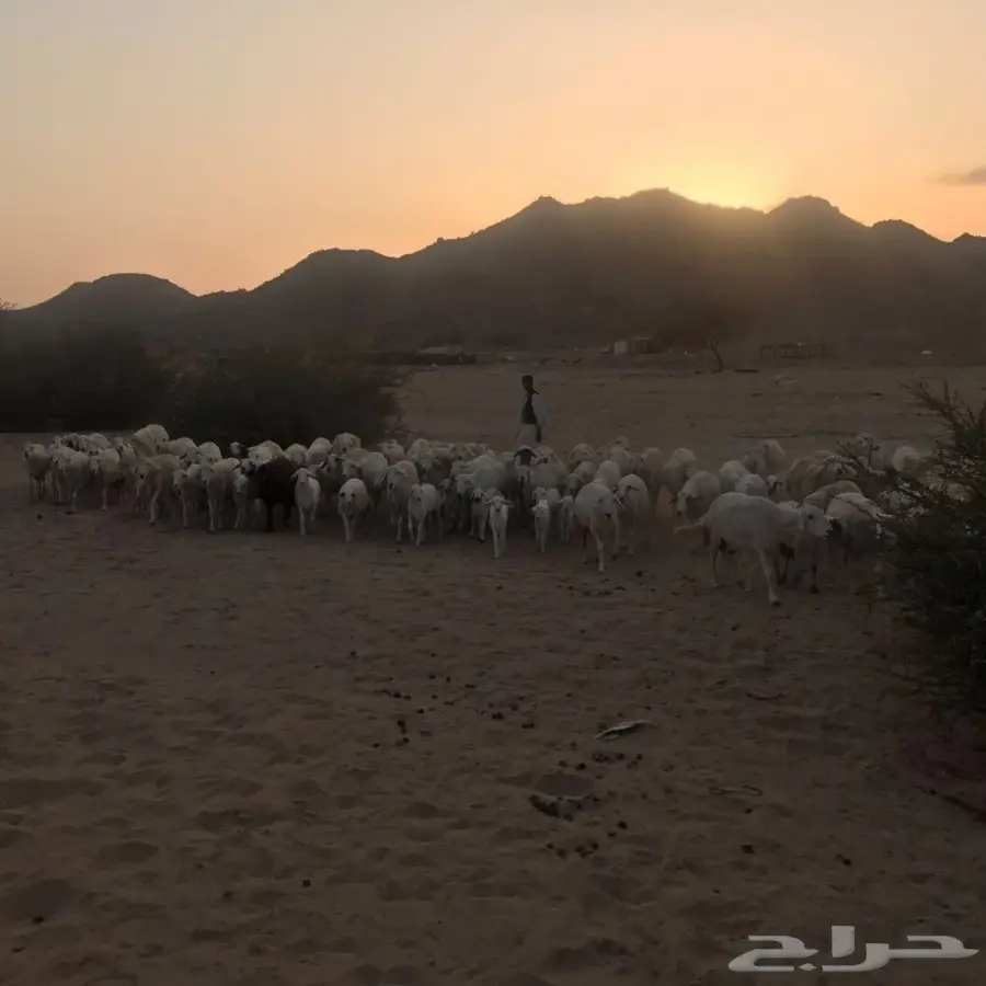 غنم حري ورفيدي للبيع (image 9)