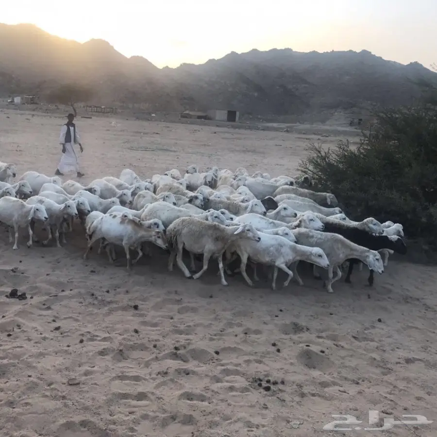 غنم حري ورفيدي للبيع (image 10)