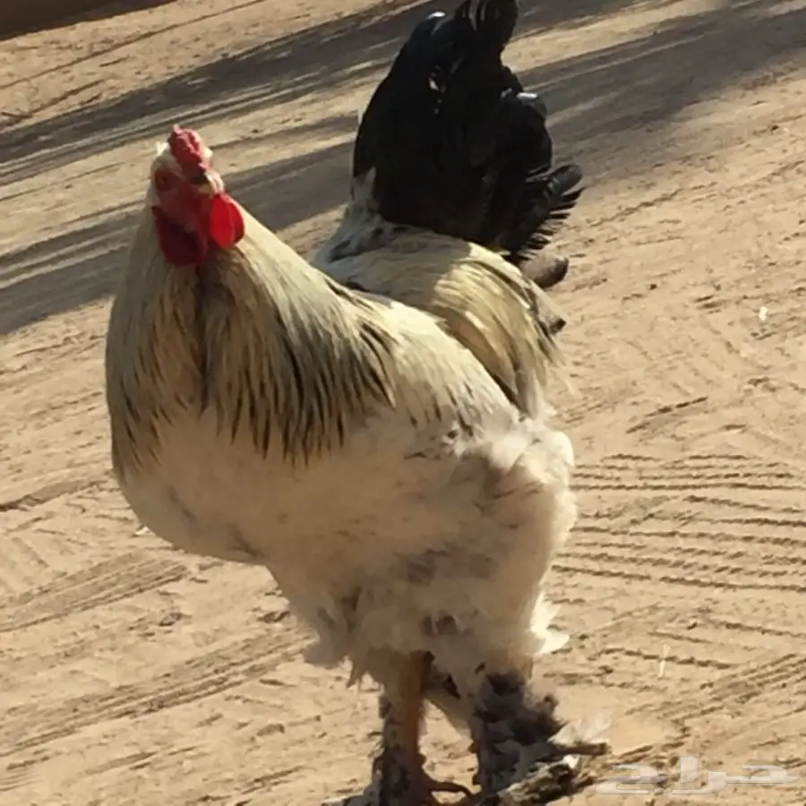 ديك براهما. اصل  (image 1)