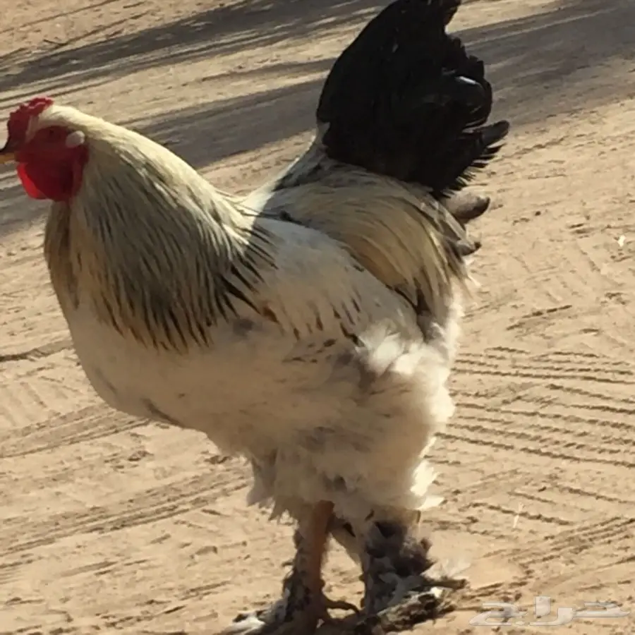 ديك براهما. اصل  (image 3)