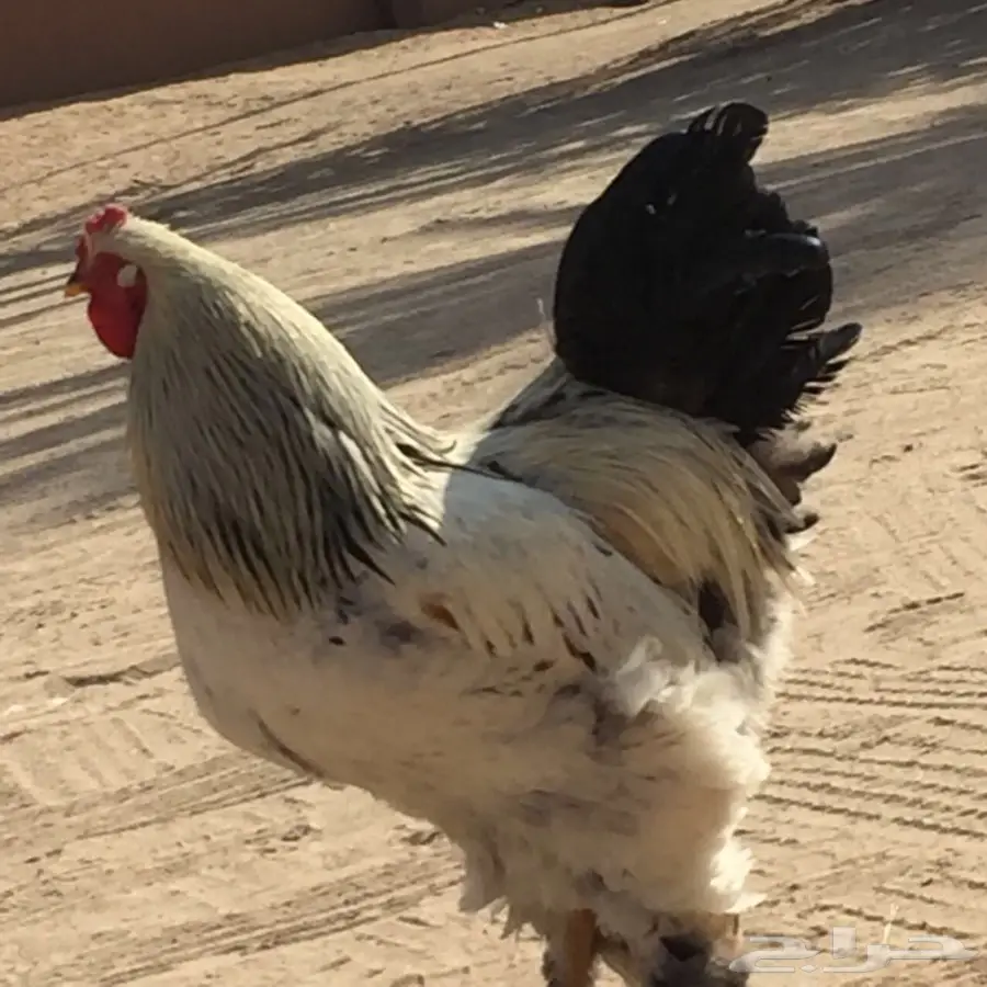 ديك براهما. اصل  (image 4)