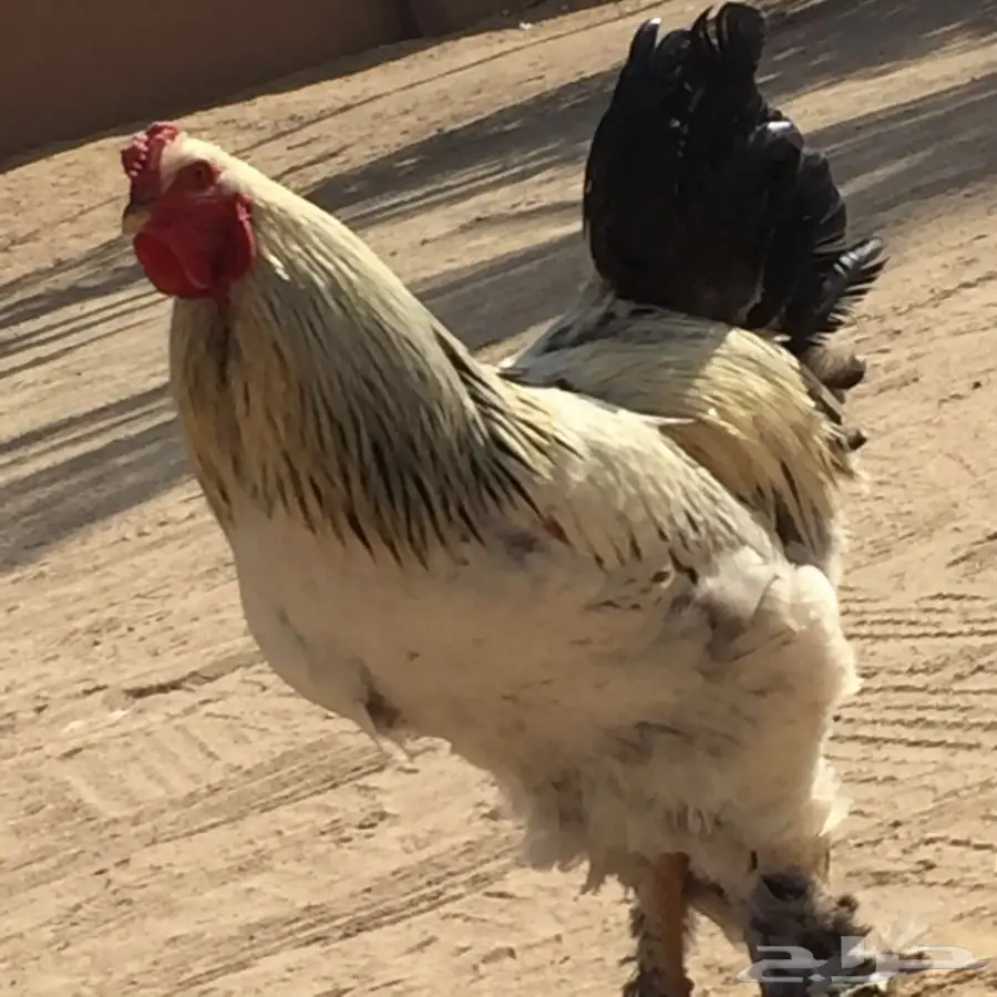 ديك براهما. اصل  (image 5)