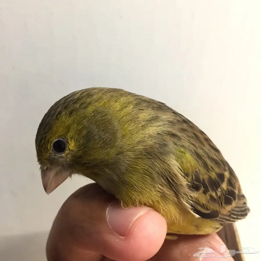 أنثى كناري للبيع 