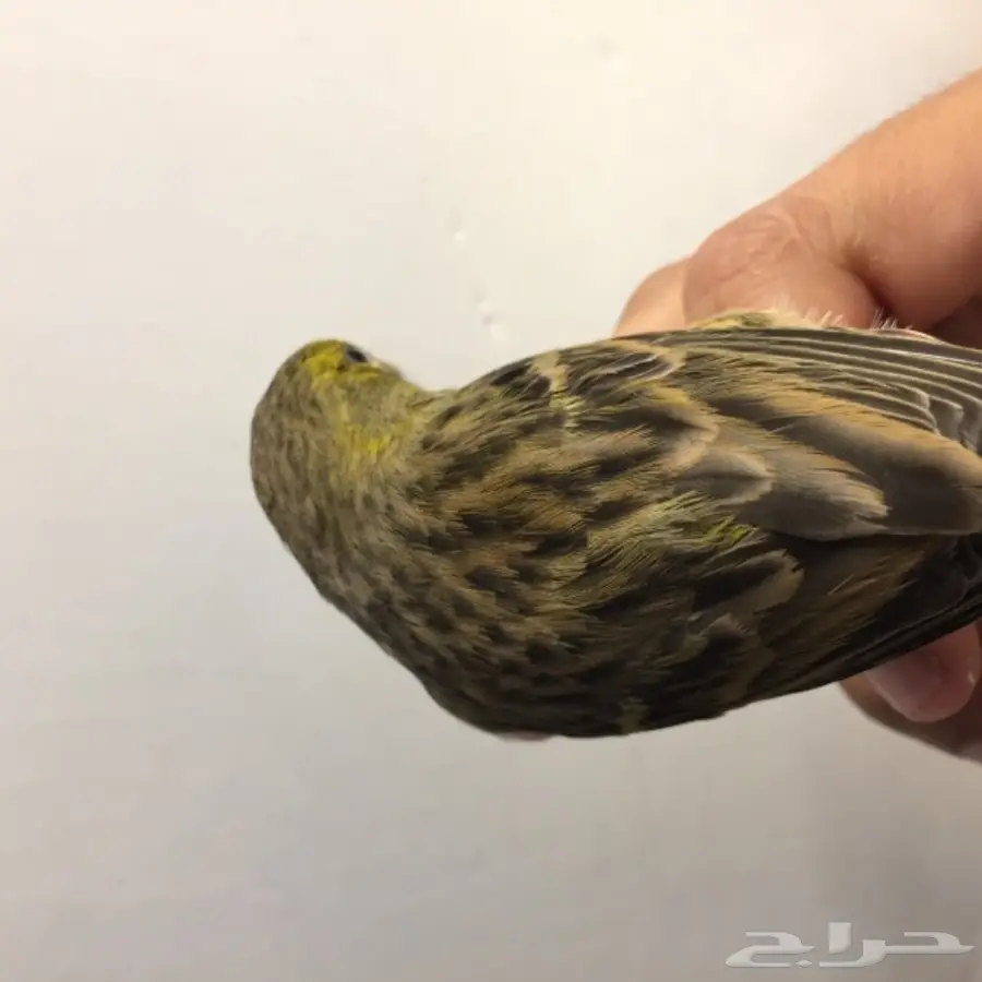 أنثى كناري للبيع  (image 1)