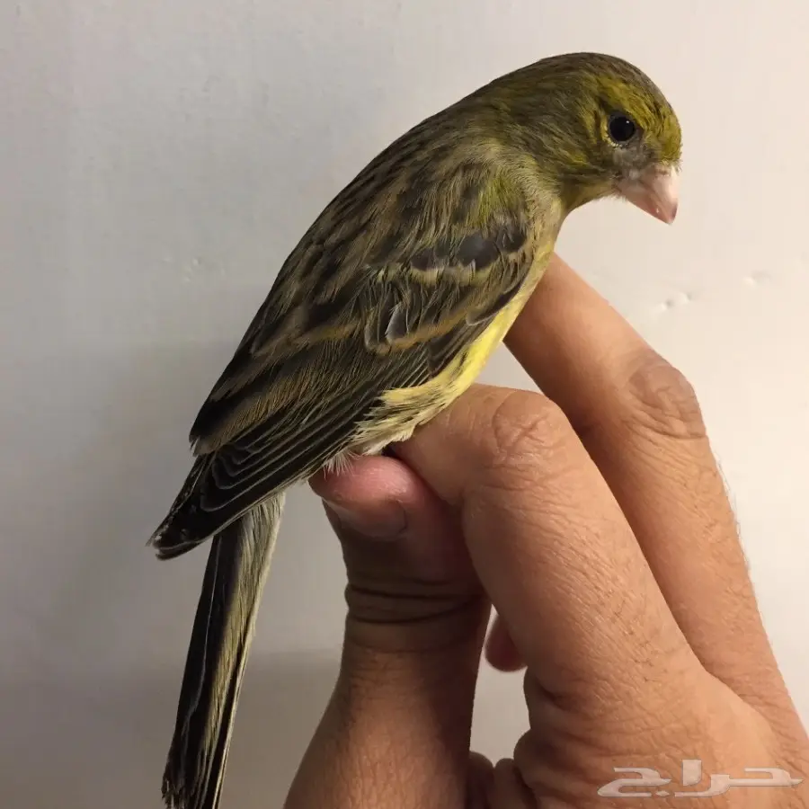 أنثى كناري للبيع  (image 2)