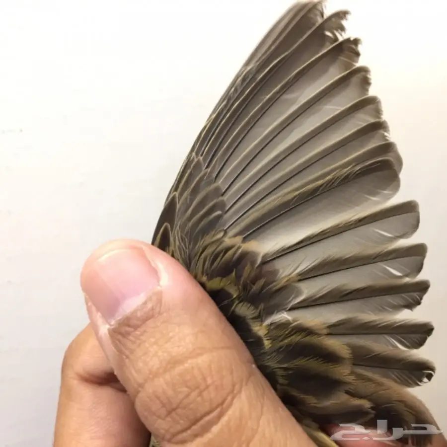 أنثى كناري للبيع  (image 3)