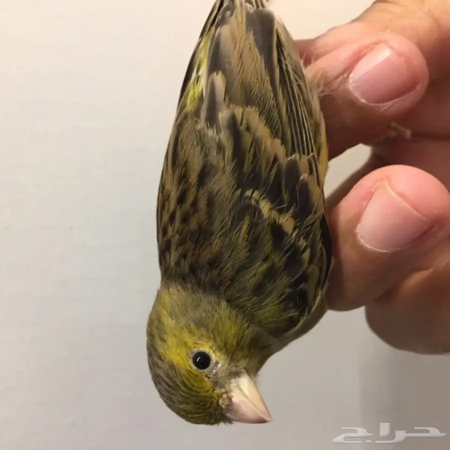 أنثى كناري للبيع  (image 4)
