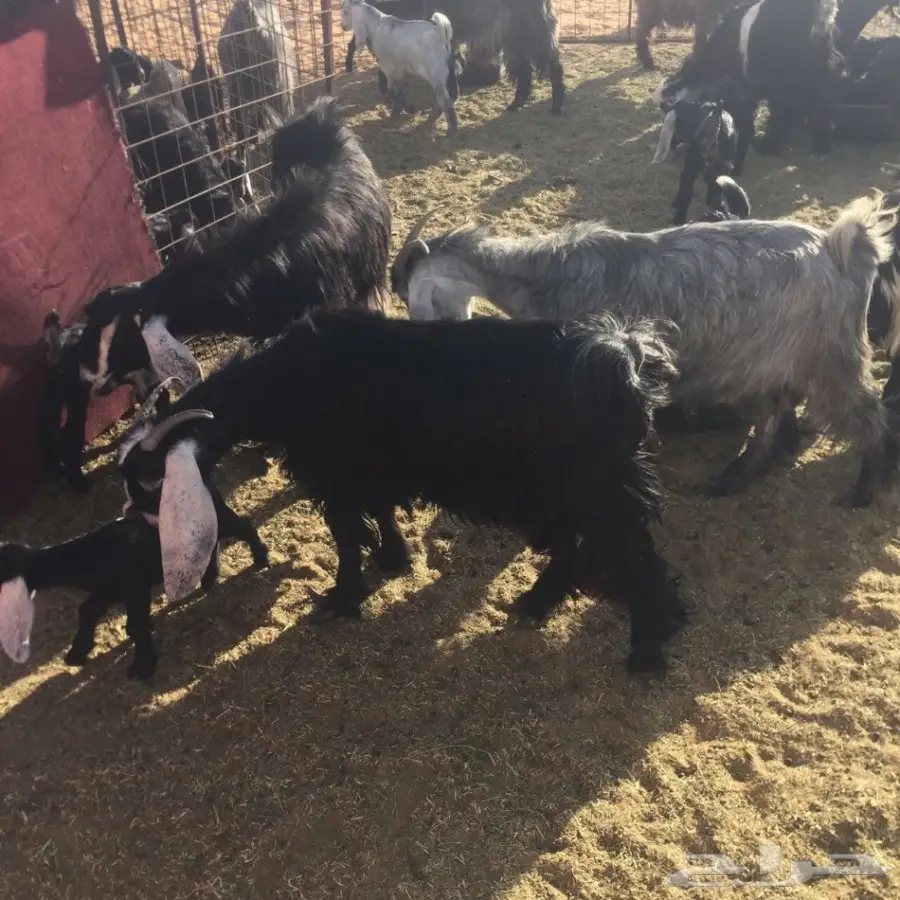 معزا مولدة (image 1)