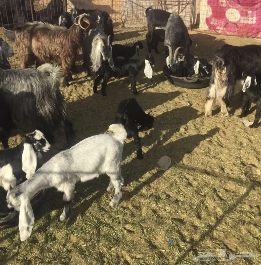 معزا مولدة (image 4)