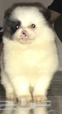 كلب بومرينيان