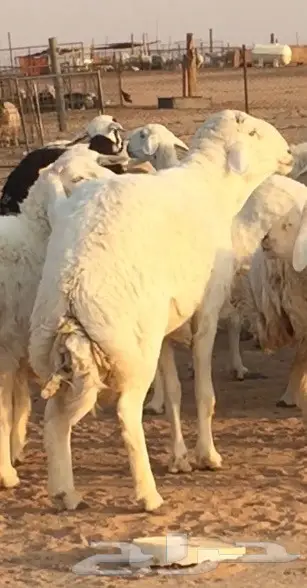 غنم دفيع  (image 1)