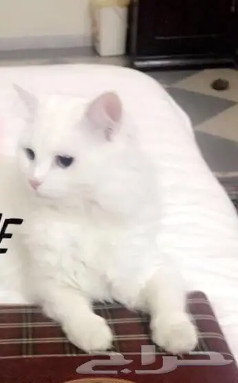 قط شيرازي للبيع