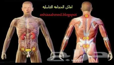 اليوم 19 منافضل اوقات الحجامة (image 4)