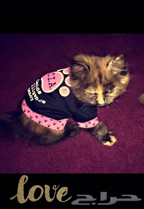 قطه شرازي للبيع  (image 1)