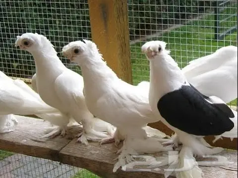 ادخلو ي أهل الحمام والدجاج للجميع 