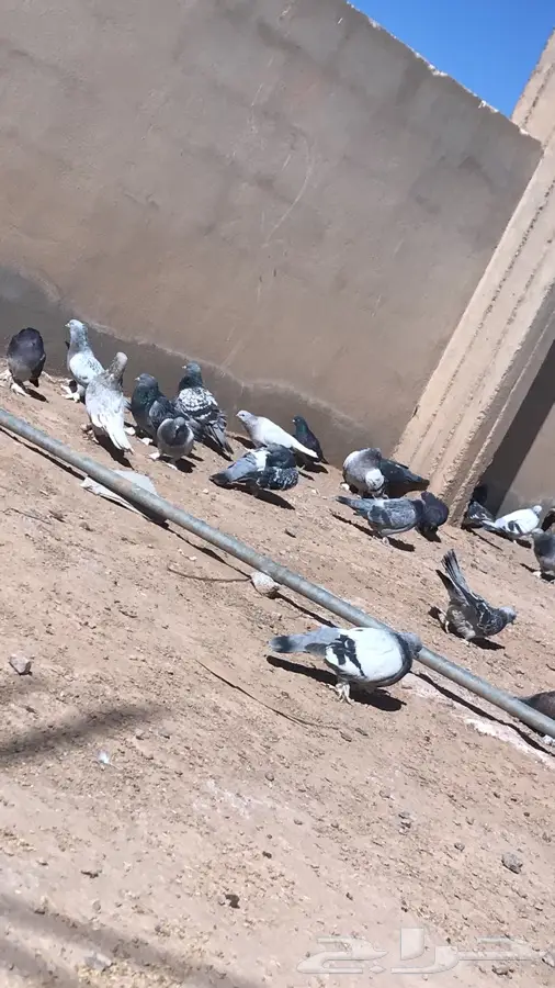 حمام تركي (image 3)