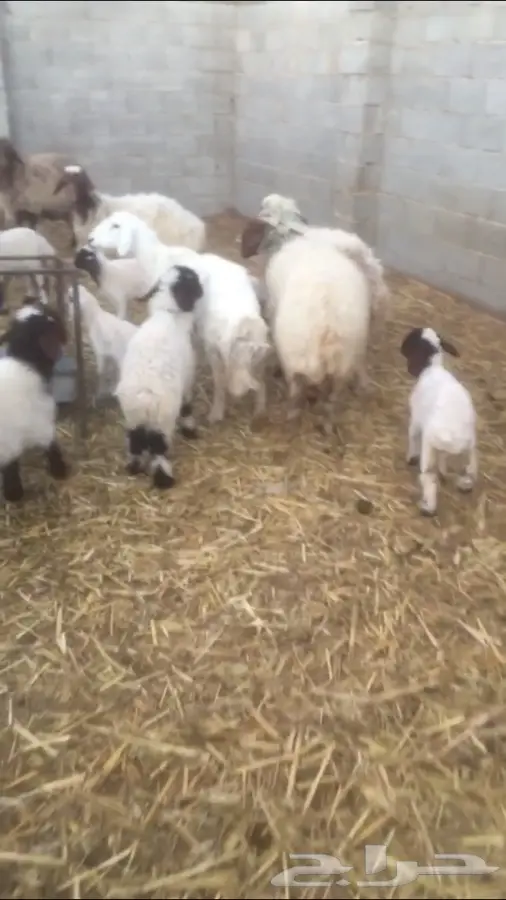 عشر شياه نعيم  (image 1)