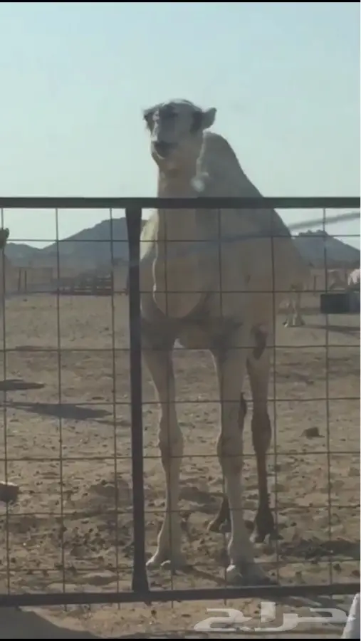 للبيع أبل  (image 4)