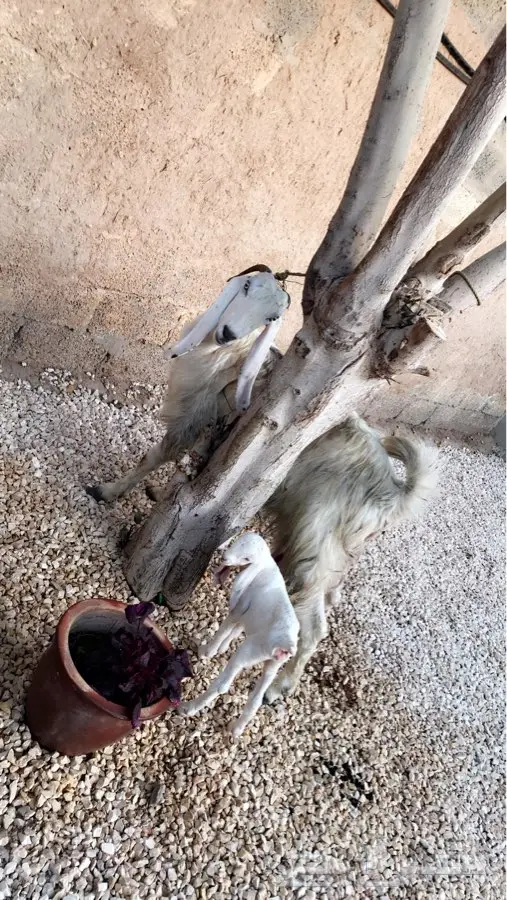 عنزة مع صغارها - فرصة لا تُفوّت! (image 2)