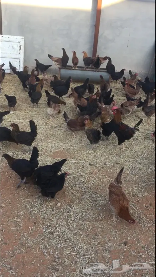 دجاج بلدي بياض جرم وصحه  (image 5)