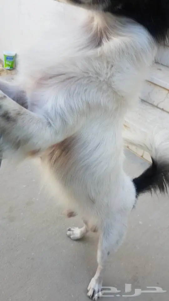 كلب نوع شيواوة