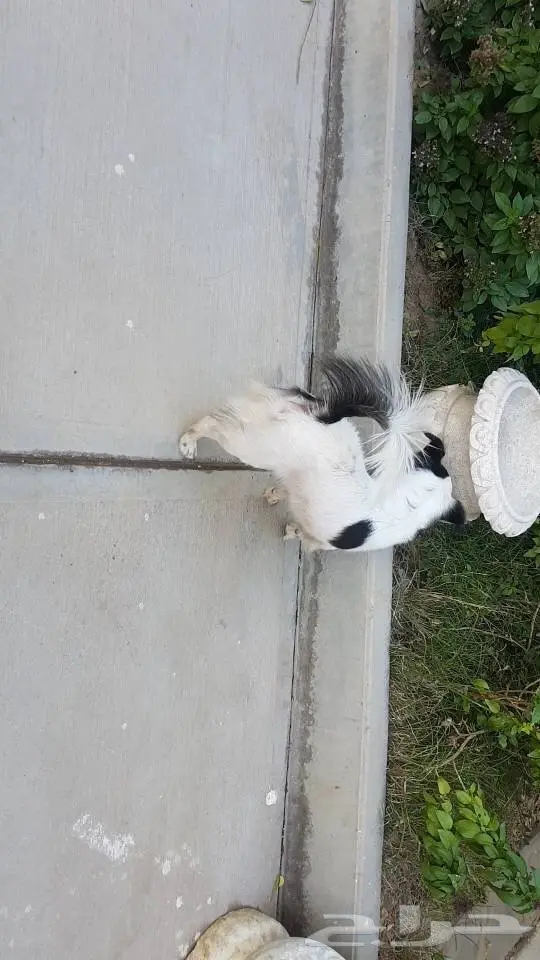 كلب نوع شيواوة (image 1)