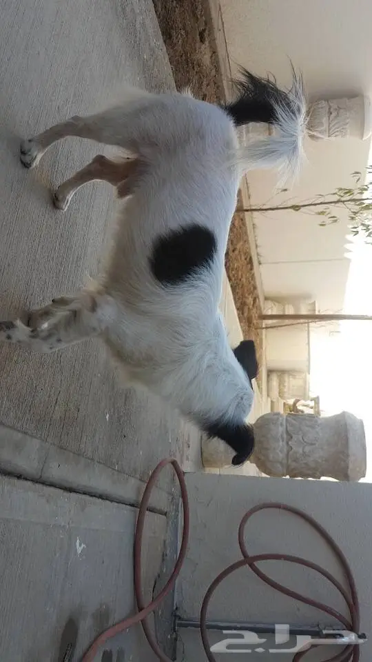 كلب نوع شيواوة (image 2)