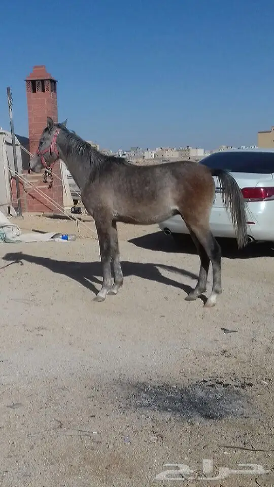 مهر شعبي (image 1)